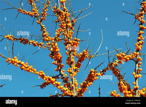 Branch Of Sea Buckthorn Hippophae Rhamnoides With Ripe Orange Berries