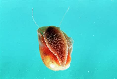 Schistosomiasis Snail 1 By Sinclair Stammers Science Photo Library