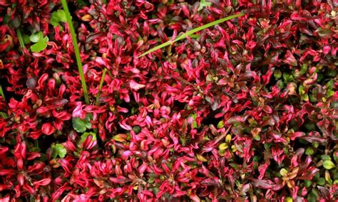 Premium Photo Red Alternanthera Ficoidea Plants