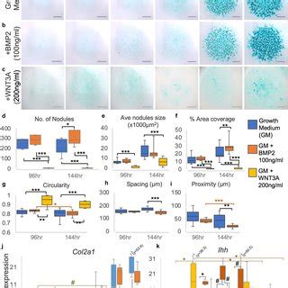 Profile Of Chondrogenesis Of Primary E Limb Bud Cells And