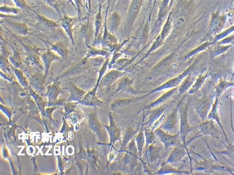 RMSC bm SD细胞 细胞系 大鼠骨髓间充质干细胞MSC 上海中乔新舟生物科技有限公司