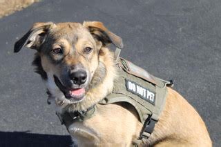 Semper K9's New Pup Stewie: A Heartwarming Tale