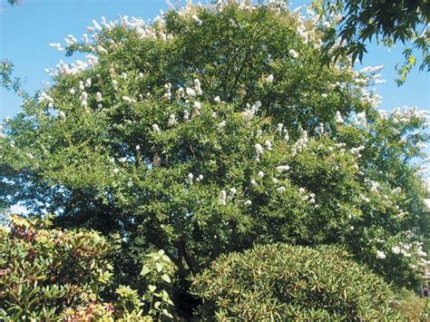 Myrtlewood Tree Harvest Festival In Myrtle Point Oregon Crape