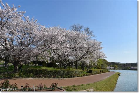 4月卯月（うづき）駕与丁公園の桜 駕与丁公園（かよいちょうこうえん）