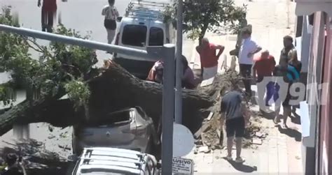 Impactante Ca Da De Un Rbol Sobre Tres Autos Ladecima