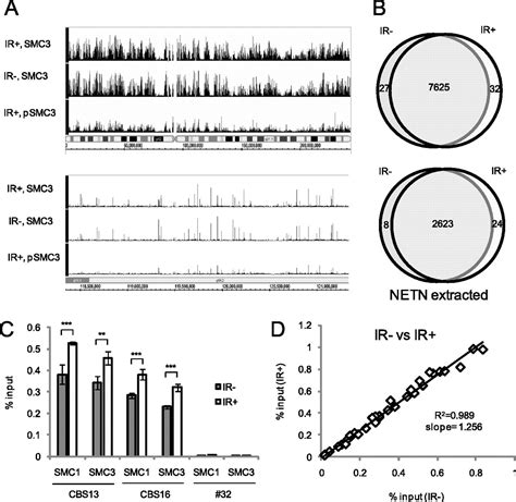 Genome Wide Reinforcement Of Cohesin Binding At Pre Existing Cohesin