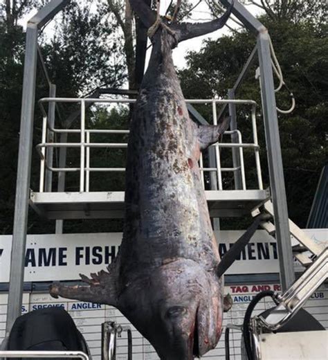 Record-Breaking Swordfish Caught in Australia Weighing Nearly 1,000 ...