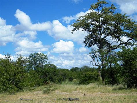 Kruger National Park Eco Zones And Biodiversity