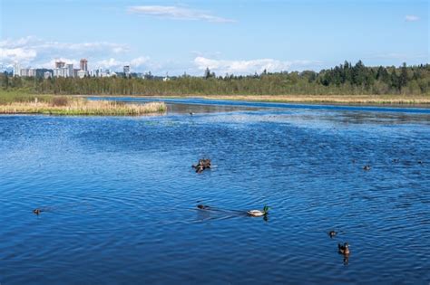 Premium Photo | Burnaby lake regional park burnaby british columbia canada