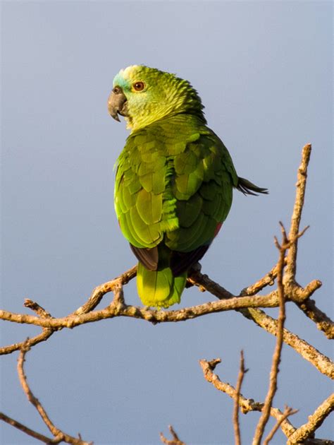 Foto Papagaio Verdadeiro Amazona Aestiva Por Roberto Da Silva Wiki