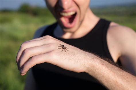 ¿cómo Superar El Miedo A Las Arañas La Mente Es Maravillosa