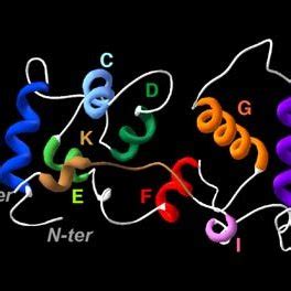 Schematic architecture of the PhK α β γ and δ subunits The four