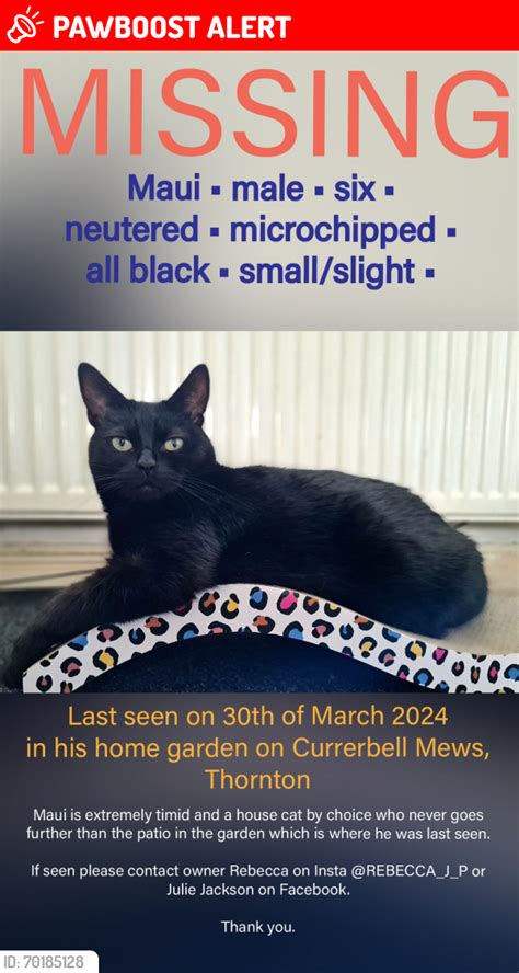 Thornton England Lost Male Cat Maui Is Missing PawBoost