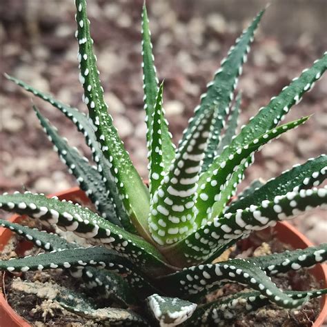 Haworthia Fasciata Big Band Giromagi Cactus And Succulents