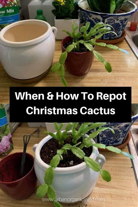 Best Soil To Repot Christmas Cactus One Of The Most Complicated