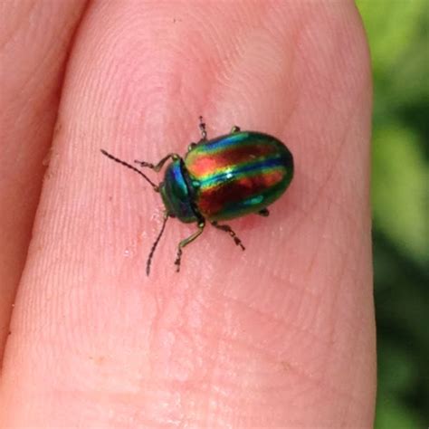 Rainbow Leaf Beetle Project Noah