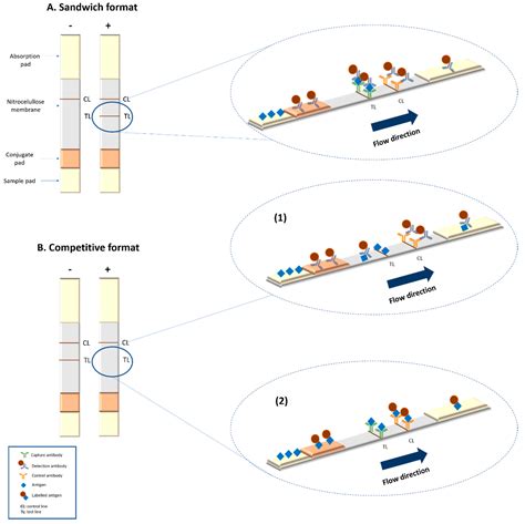 Diagnostics Free Full Text Magnetic Lateral Flow Immunoassays