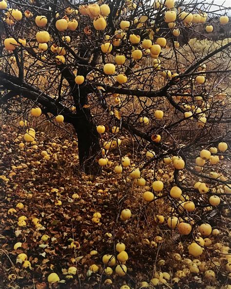 Eliot Porter Holden Luntz Gallery