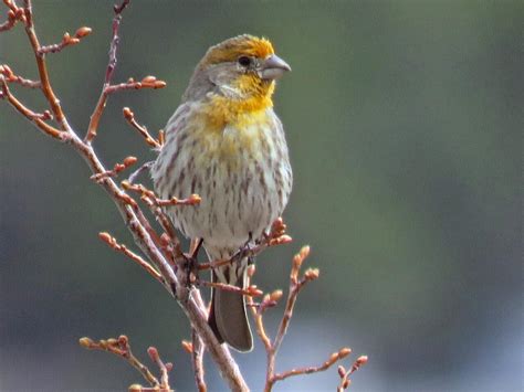 House Finch | Celebrate Urban Birds