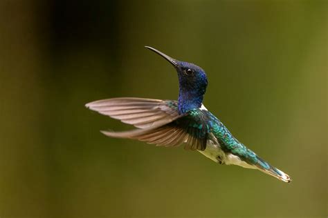 Hummingbirds