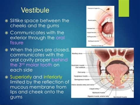 anatomy of oral cavity ,tongue and palate