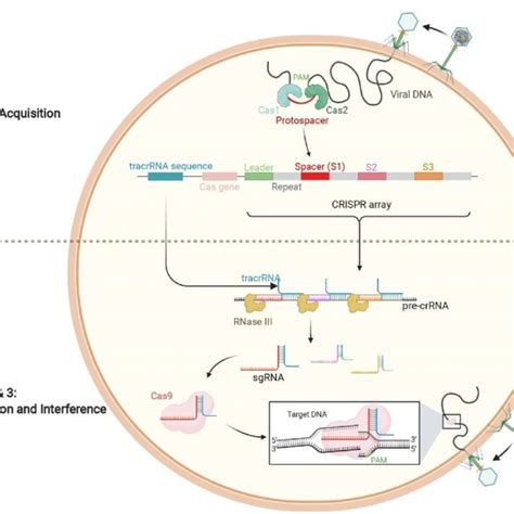 Schematic Representation Of Crispr Cas9 Immunity Step 1 Acquisition Download Scientific