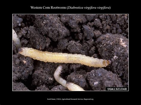 Corn Rootworm Larvae