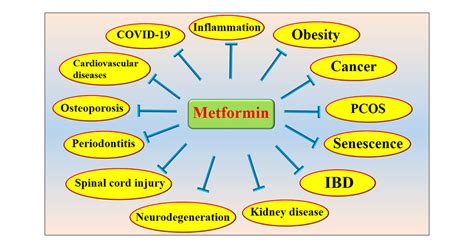 Metformin For Cardiovascular Protection Inflammatory Bowel Disease