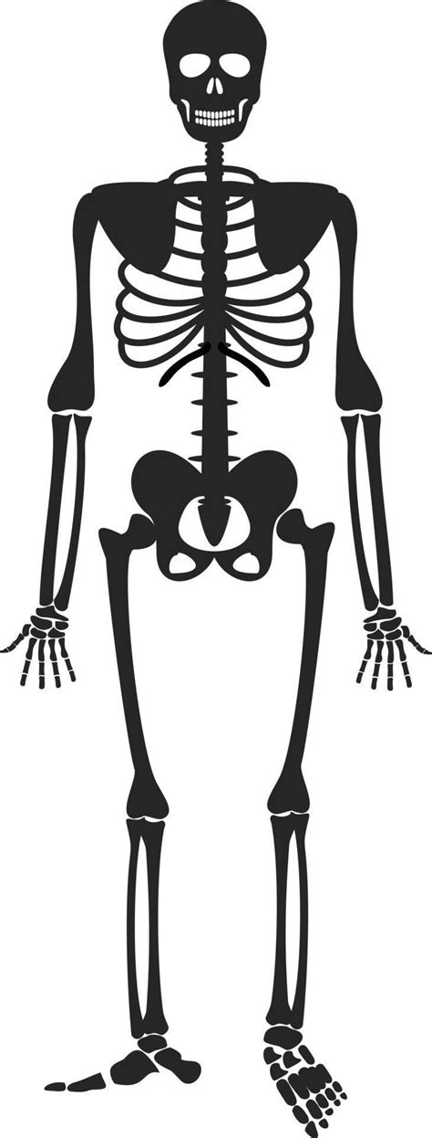 Human Skeleton Bones Anatomy Skeleton Vector Illustration Skeletal