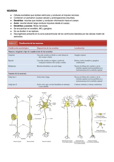 2 Neurona NEURONA Células excitables que reciben estímulos y