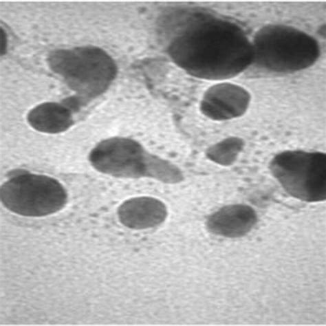 TEM Micrograph Of AgNPs Synthesized Using Raphanus Sativus Leaf Extract