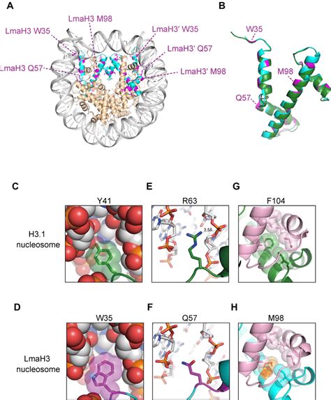 Crystal Structure Of The Lmah Nucleosome A Overall Crystal