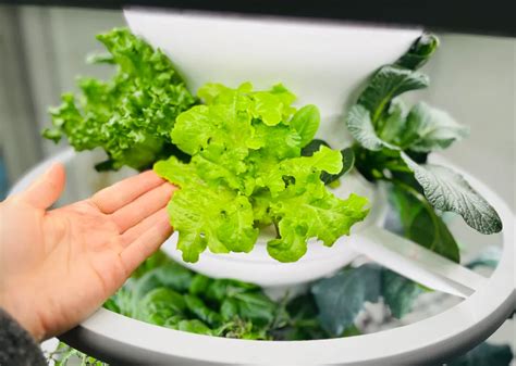 A Step By Step Guide To Building A Diy Sustainable Lettuce Grow Tower