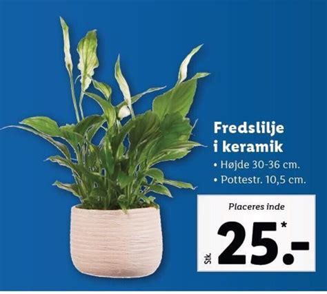 Fredslilje I Keramik Tilbud Hos Lidl