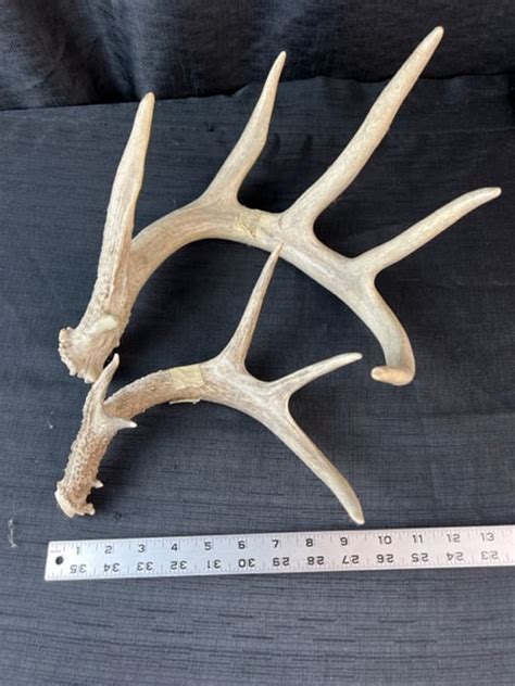 Deer Antlers