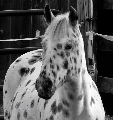 Speckled Horse Photograph By Theresa Nye Fine Art America