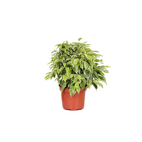 Фикус Кинки купить в СПб|Магазин растений Plantacia