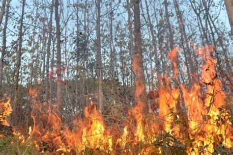 Polisi Selidiki Penyebab Kebakaran Hutan Pinus Jember ANTARA News