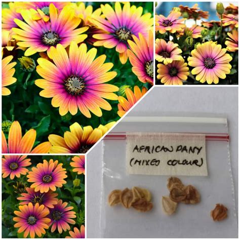 African Daisy Mixed Colour Seeds Shopee Philippines