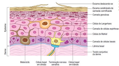 13 Sistema Tegumentar Anatomia And Fisioterapia