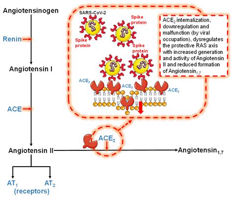 Rethinking the Role of the Renin-Angiotensin System in the Pandemic Era