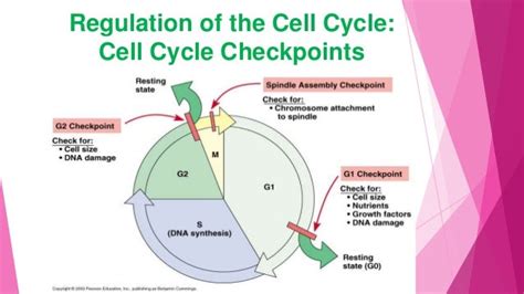 Cell Cycle Regulation Ppt