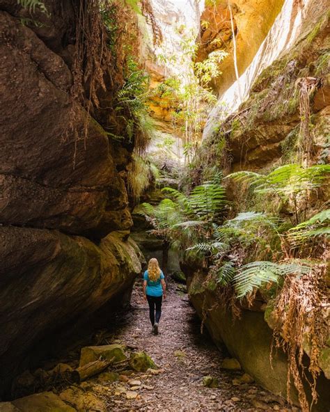 Ferntree Gully A Magical Gully And Rainforest Walk Near Mudgee — Walk