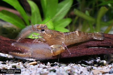 Schneckenfresser Im Aquarium Schnecken Blog Garnelio De