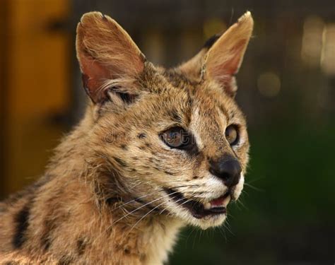 Gato Do Serval Serval Do Felis Imagem De Stock Imagem De Manchado