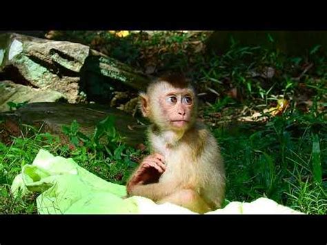 Orphan Baby Monkey Savana Look So Scare While See Monkey Rolex Pity