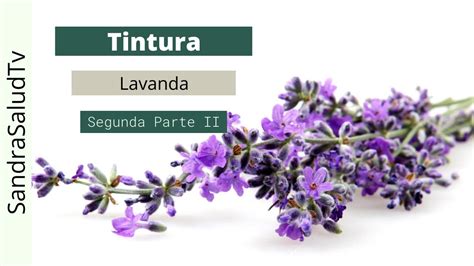 Tintura De Lavanda Reduce El Estr S Y Ansiedad Regula El Sue O