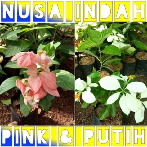 Jual Tanaman Hias Bunga Nusa Indah Pink Putih Merah Bibit Tanaman Hidup