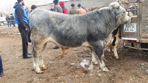 QUMTEPA Chorva Bozori BOQMA Va SEMIZ BUQALARI Bugungi Narxlari