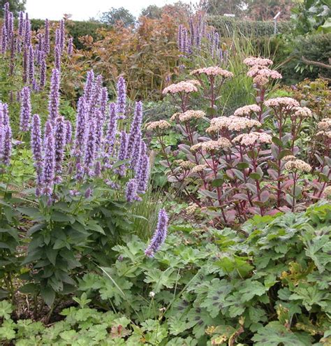 Staudenmischung Sommernachtstraum Gartenpflanzen Daepp